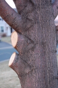 Pruning a tree