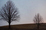 Trees at dusk - spring