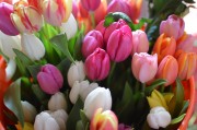 tulips-mixed.jpg