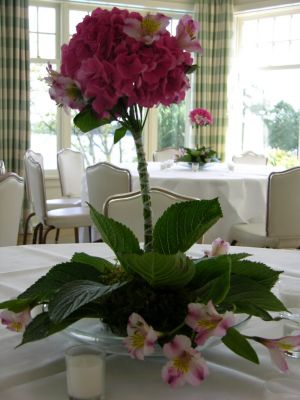 Hydrangea topiary