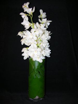 White Orchids