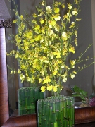 Yellow Orchids